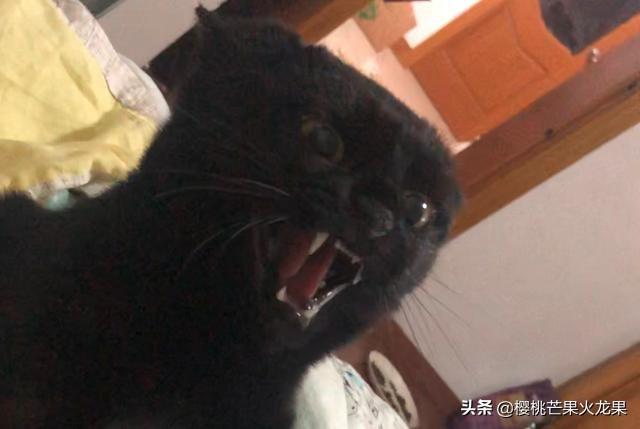陽光電影迅雷,陽光電影迅雷，在線電影的新時代選擇