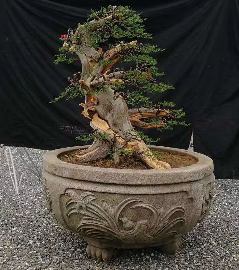 從零開始學(xué)習(xí)盆景藝術(shù)，最新盆景圖片及其制作指南