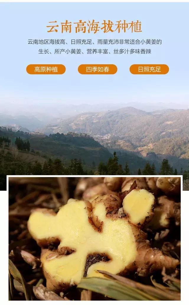 云南小黃姜最新價格探析，市場走勢與各方觀點分析