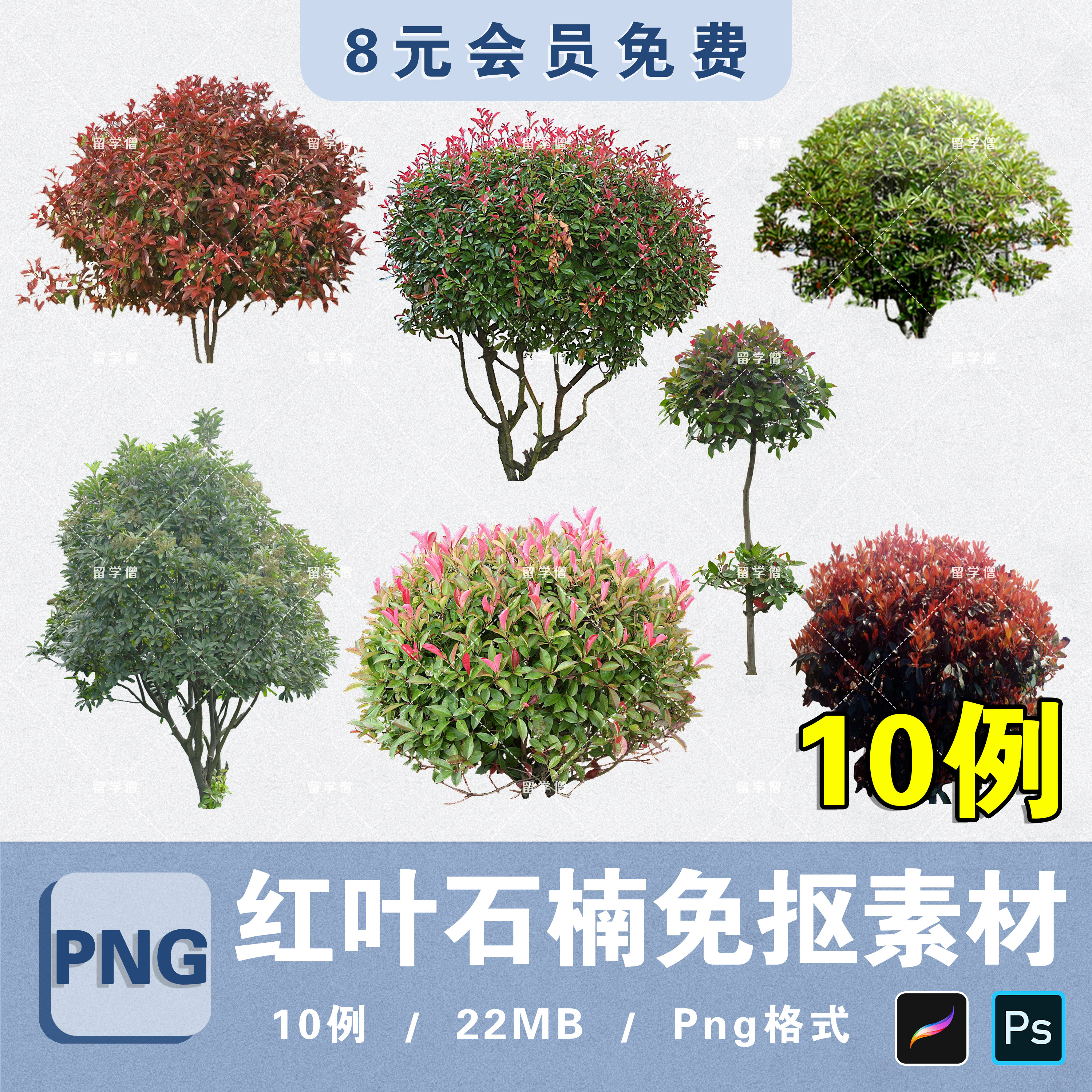 紅葉石楠最新價格概覽，全面解析當前市場行情