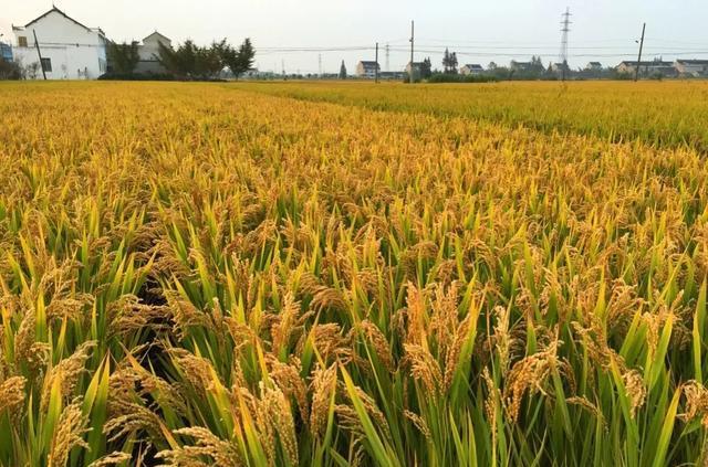 粘稻子最新價格揭秘，市場走勢、影響因素及專家個人觀點(diǎn)分析